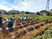 園長ブログを更新しました～芋掘り遠足