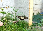 園長ブログを更新しました～夏休みのお客様