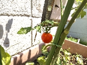 園長ブログを更新しました～ついにトマトが！