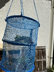 しょうこ先生のつぶやき 11